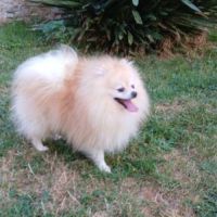 Spitz pomeranians deux mâles adultes #6