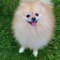 Spitz pomeranians deux mâles adultes #8