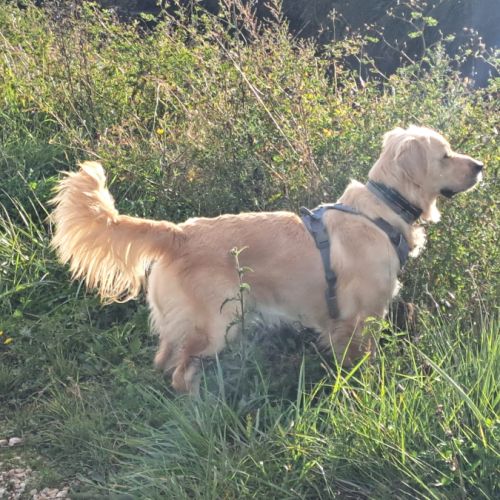 Magnifiques chiots golden retriever lof #1