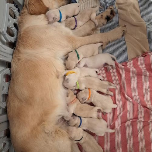 Magnifiques chiots golden retriever lof
