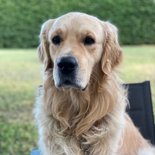 Magnifiques chiots golden retriever lof #3