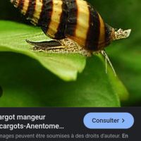 Lot de 5 escargots anetome helena