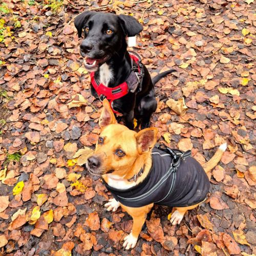 Lucy la tendresse #0