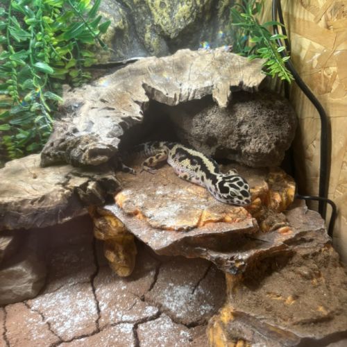 Gecko leopard #0