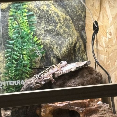 Gecko leopard #3
