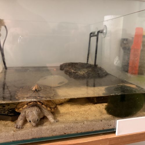 Tortue cinosterne caréné