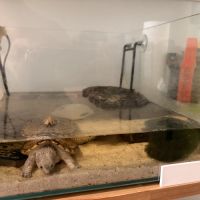 Tortue cinosterne caréné