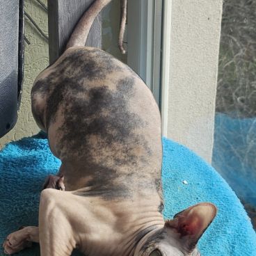 Femelle 1 an sphynx loof black tortie& blanc #2