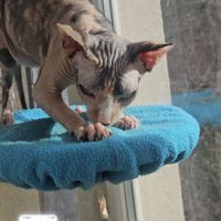 Femelle 1 an sphynx loof black tortie& blanc #1