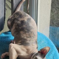 Femelle 1 an sphynx loof black tortie& blanc #2