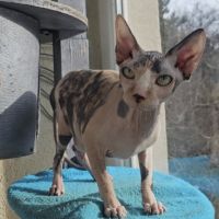 Femelle 1 an sphynx loof black tortie& blanc