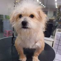 À adopter archie se trouve dna un refuge en chine