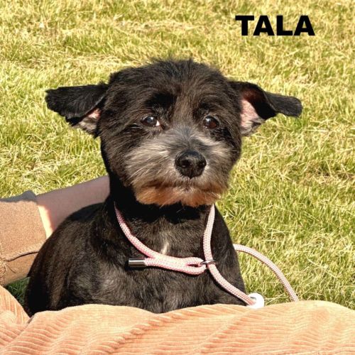 À adopter tala se trouve dans un refuge en chine #1