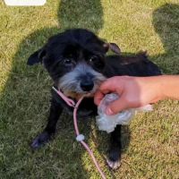 À adopter tala se trouve dans un refuge en chine