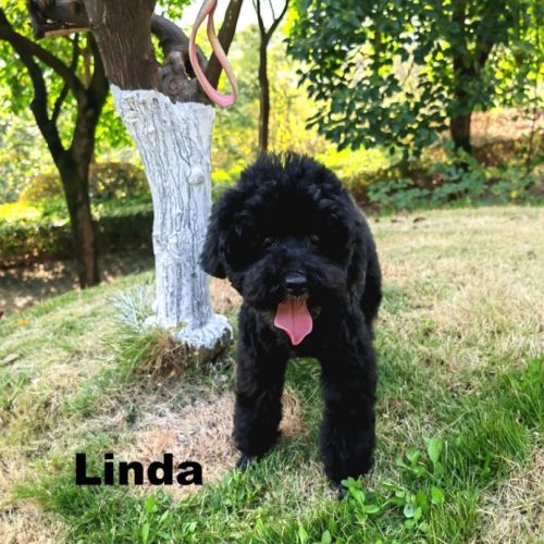 À adopter linda #2