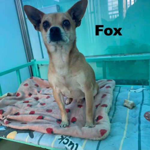 À adopter fox se trouve dans un refuge en chine