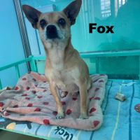 À adopter fox se trouve dans un refuge en chine