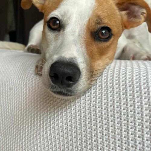 Aby la petite chipie #0