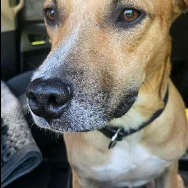 Aïko le survivant si beau #0