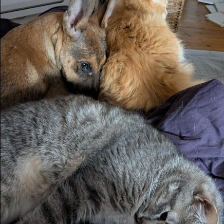 Tanina la complice des chats #3