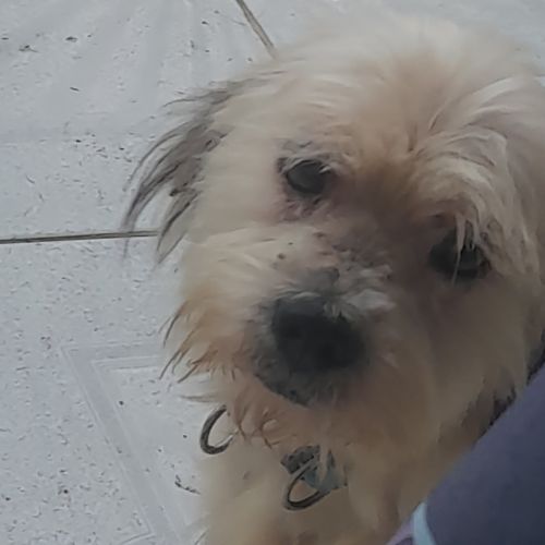 Maya la petite bichonne #1