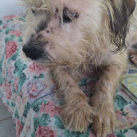 Maya la petite bichonne #6