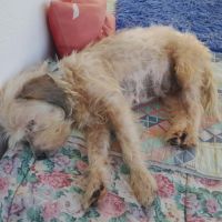 Maya la petite bichonne #2