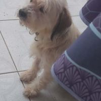 Maya la petite bichonne #3