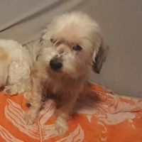 Maya la petite bichonne #4