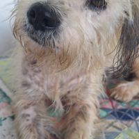 Maya la petite bichonne