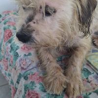 Maya la petite bichonne #6