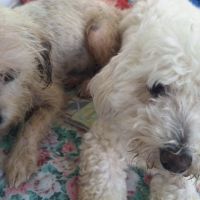 Maya la petite bichonne #7