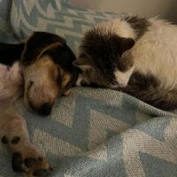 Tiago le petit beau gosse #4