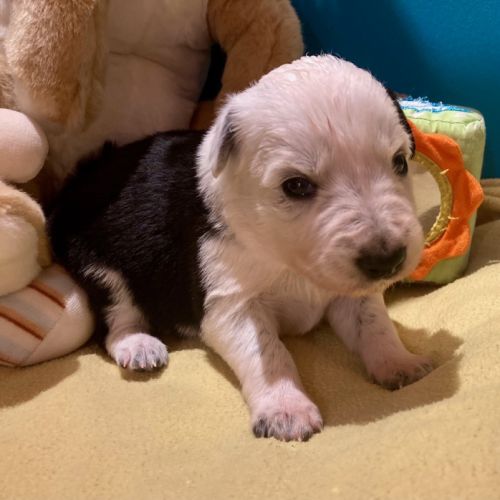 Chiots border collie lof #1