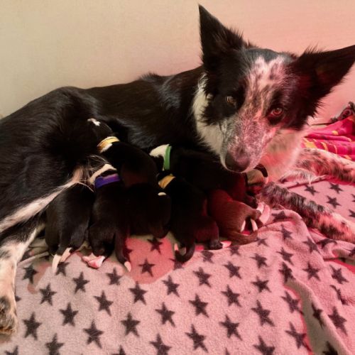 Chiots border collie lof