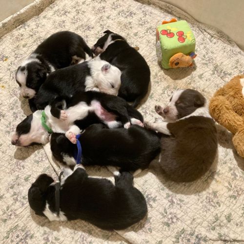 Chiots border collie lof #5