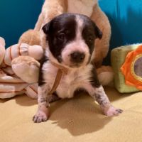 Chiots border collie lof #3