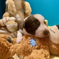 Chiots border collie lof #4