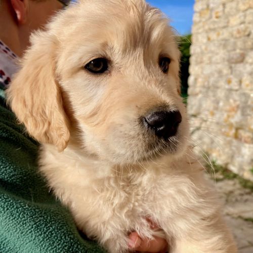 Chiot golden retriever #1