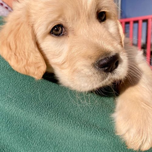 Chiot golden retriever