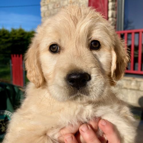 Chiot golden retriever #3
