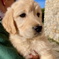 Chiot golden retriever #1