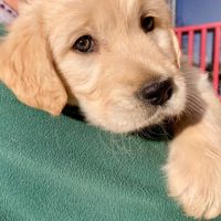 Chiot golden retriever #0