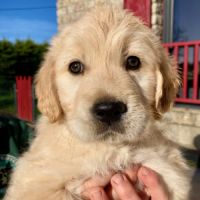 Chiot golden retriever #3