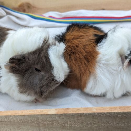 Bébés cochons d'inde péruviens mâles