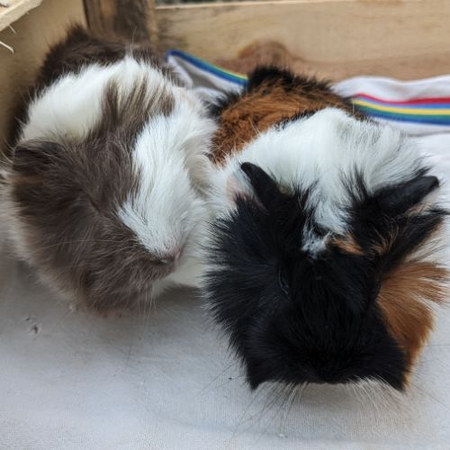 Bébés cochons d'inde péruviens mâles #3