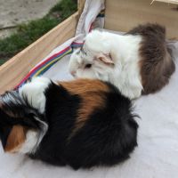 Bébés cochons d'inde péruviens mâles #2