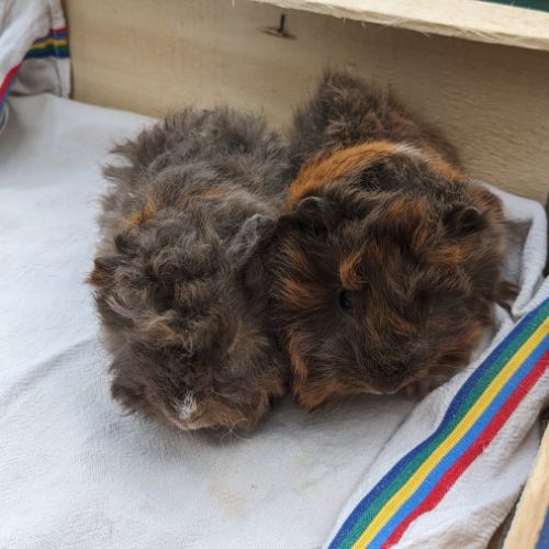 Bébés cochons d'inde alpaga et péruvien #1