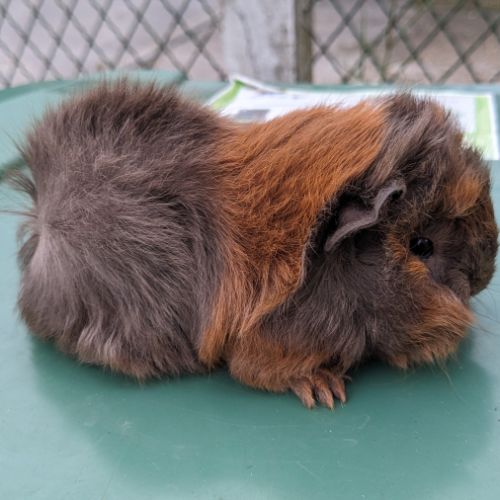 Bébés cochons d'inde alpaga et péruvien