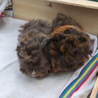 Bébés cochons d'inde alpaga et péruvien #1